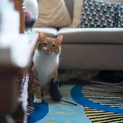 Search cat advice